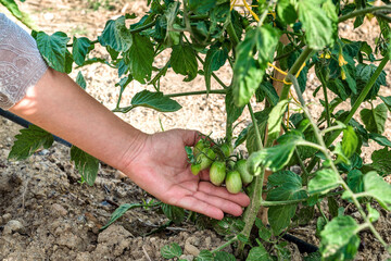 Naklejka na ściany i meble Home gardening during lock down and quarantine. Hand holding cherry tomatoes. Concept of agriculture and recreation activity.