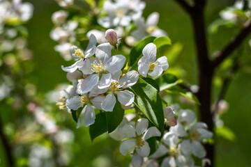 White Apple blossoms bloom on a background of green foliage. Close up