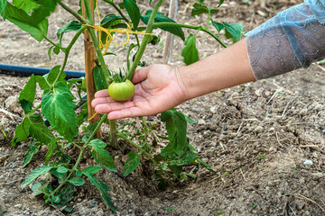 Home gardening during lock down and quarantine. Hand holding tomato. Concept of agriculture and recreation activity.