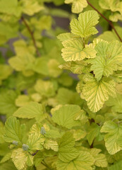 Bush with green leaves in spring