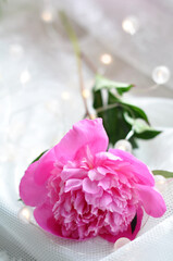 Beautiful pink peonies are very cozy