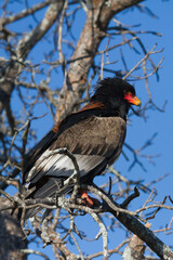 Adult Bateleur Eagle (Terathopius ecaudatus) with a colorful beak perched in a tree in Kruger National Park South Africa with bokeh
