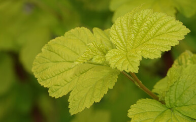Bush with green leaves in spring