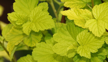 Bush with green leaves in spring