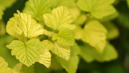 Bush with green leaves in spring