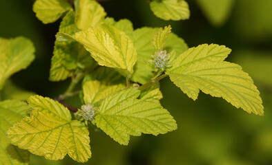Bush with green leaves in spring