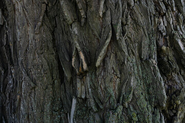 Wooden close up background texture