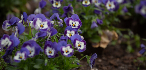 Pansies blooming. Cute two-tone purple and white flowers growing in the flowerbed. Close up shot.