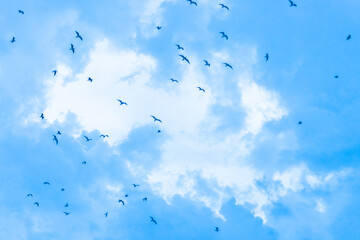 A flock of birds flies in the blue sky
