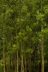trees in the forest