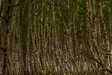 tree bark texture