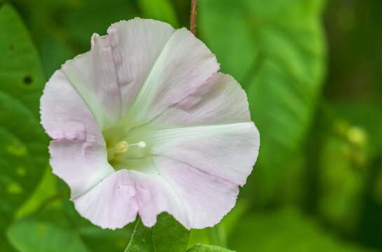 Wild morning glory in bloom macro