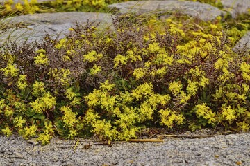 moss on the stone