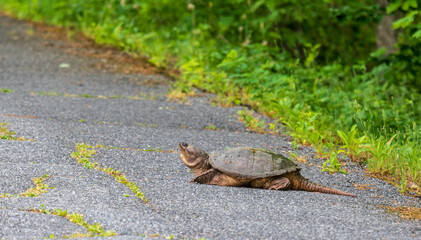 Snapping turtle on a paved trail