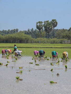 Women workers undertaking the backbreaking task of sowing young rice plants in a paddy field in Tamil Nadu state in India. Rice is the staple diet in southern India