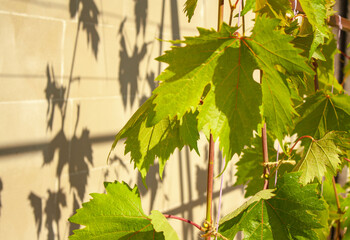 grape leaves close-up on a wall background with a shadow from the leaves of grapes