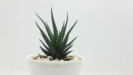 Beautiful Natural Green Succulent Cactus Plant in Clean Ceramic Pot with Stones Accessories in White Isolated Background