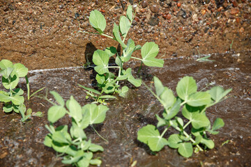Shoots of young peas are watered with water. Concept of agriculture and vegetable garden and agricultural crops.