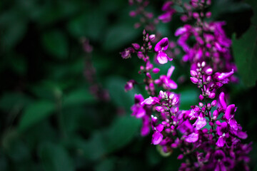 purple flowers in the garden
