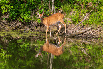 Naklejka na ściany i meble Female white-tailed deer reflected in calm water