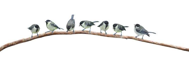 many young of Great tit (Parus major), isolated on white background