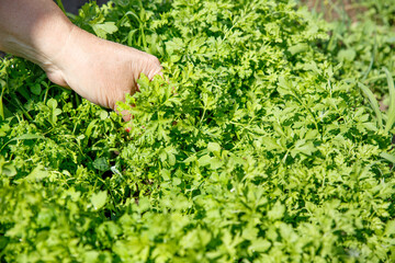 Naklejka na ściany i meble A woman's hand is tearing up cress greens. Collecting fresh herbs in the garden. Concept of agriculture, eco-friendly cultivation.