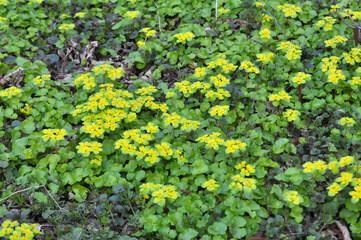 Chrysosplenium alternifolium blooms in nature in spring