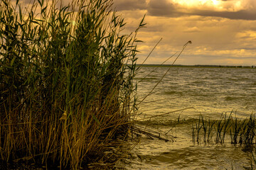 reeds at sunset