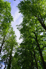 Fototapeta premium ユリノキと青空 三郷文化公園