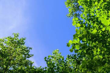 ユリノキと青空　三郷文化公園