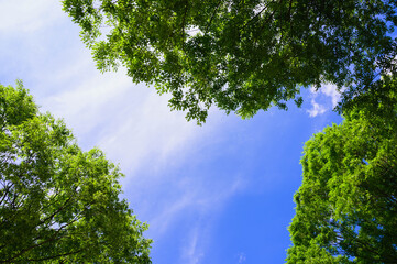 ケヤキと青空　三郷文化公園