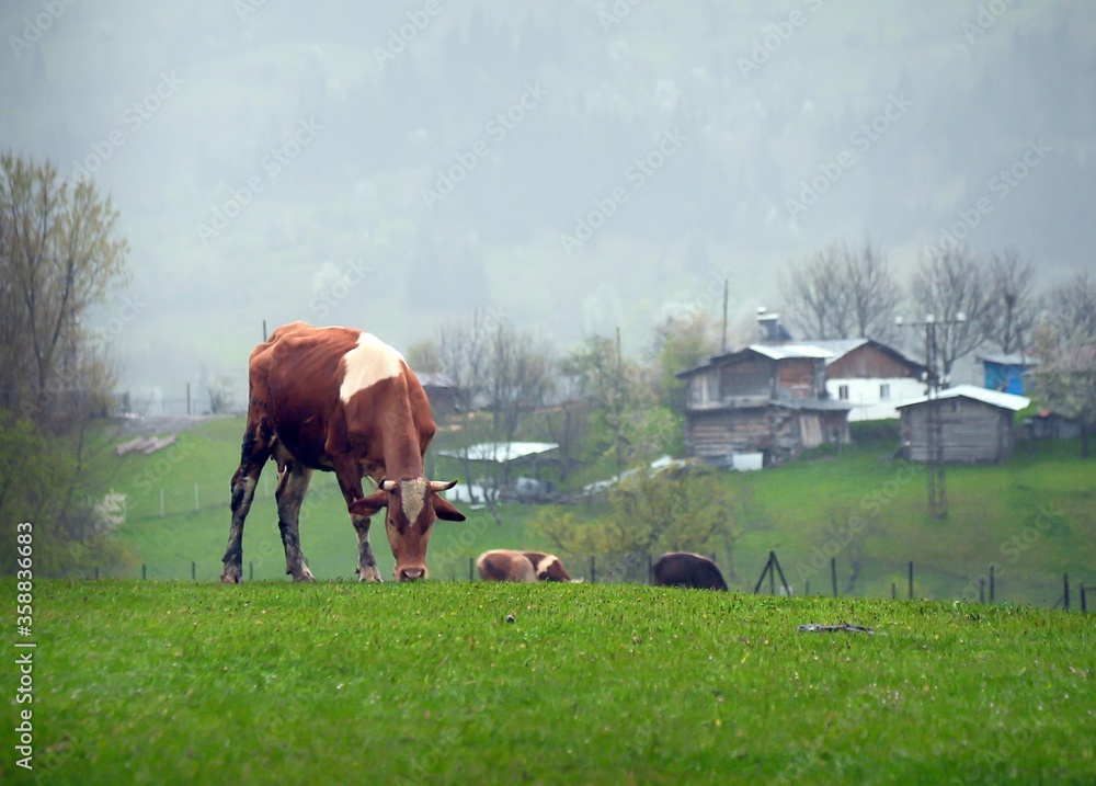 Wall mural cow seated at front of rural wooden house.turkey