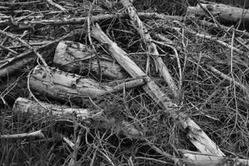 Grizedale forest, Lake District, Cumrbia, England, UK