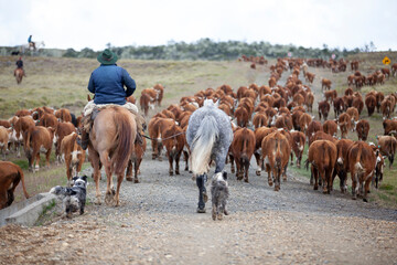 cattle ride