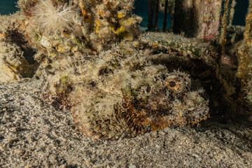 Fish swim in the Red Sea, colorful fish, Eilat Israel
