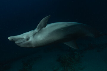 Naklejka premium Dolphin swimming in the Red Sea, Eilat Israel 