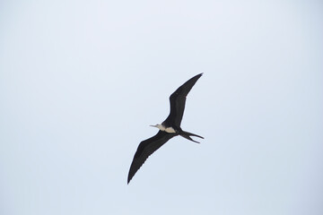 seagull in flight