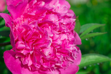 Pink peony flower on a green background