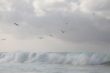 Fototapety  birds flying over the waves 