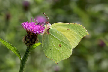 A Brimstone Butterfly nectaring on Knapweed.