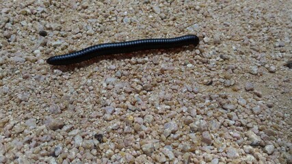 centipede  at its full length