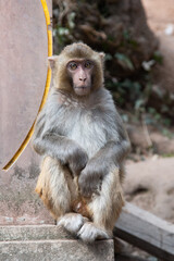 February 2019. Baoxiang temple is also called Shibao temple, which is located in the precipitous cliff of Foding mountain in Dali.  Place populated by hungry little monkeys