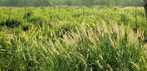  Fresh morning Green field in the  winter