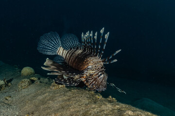 Lion fish in the Red Sea colorful fish, Eilat Israel
