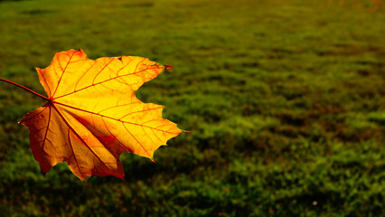 Fototapeta na wymiar Autumn leaf with a kiss - a kiss of autumn