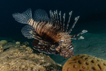 Lion fish in the Red Sea colorful fish, Eilat Israel
