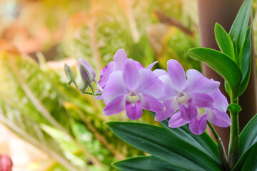 bouquet dendrobium pink orchid flower blooming in botanic garden. purple and white flora soft velvet petal symbol of love beauty for decoration and gift