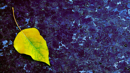 Sad autumn leaf on dark marble