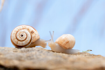 A pair of snails, one huge and the other smaller crossing the rocky  in the bush