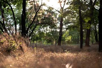 Glade in the forest overgrown with flowers and grass illuminated by the sun. With blurred background.